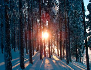Зимний северный лес из вологодской области